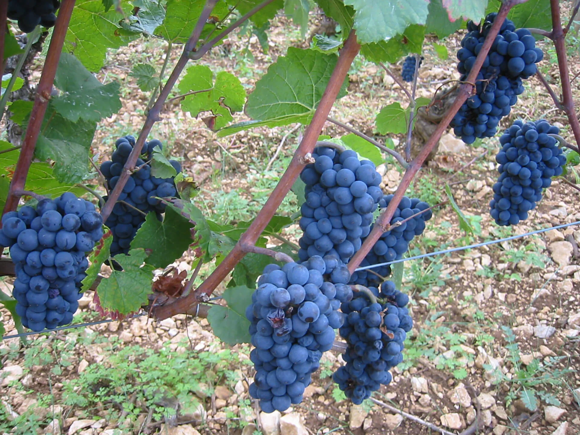 Мелонь де Бургонь виноград