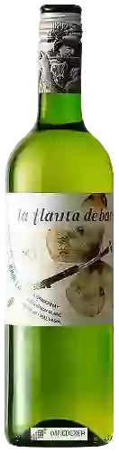 Winery La Flauta de Bartolo - Blanco